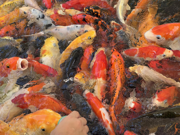 一个人喂一大群鱼的照片，水里有很多鱼，其中一条正在喂。图片下载