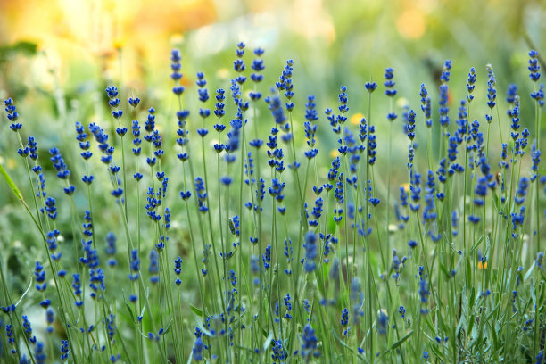 花卉景观设计图片下载