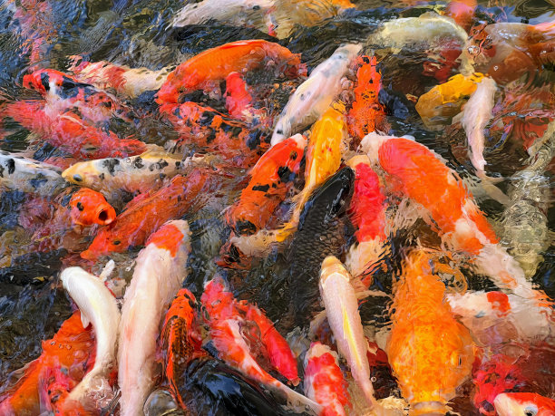 一张大群锦鲤在池塘里游泳的照片，有很多鱼一起在水里游泳。图片下载