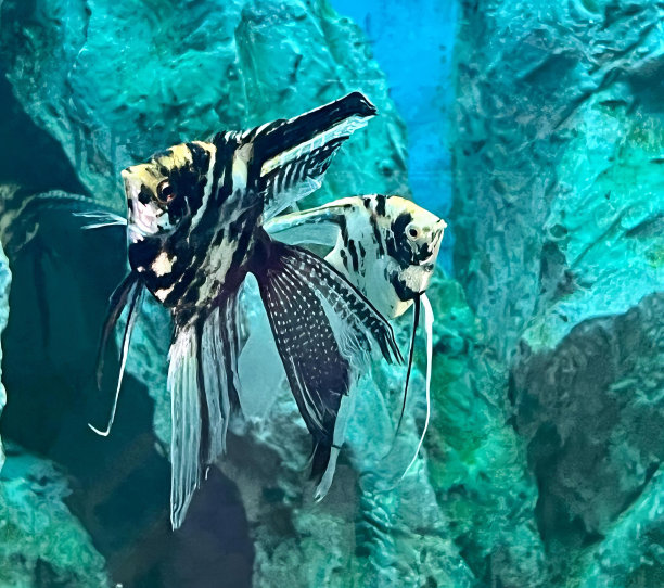 一条鱼在一个有石头的鱼缸里游泳的照片，有一条鱼在水里游泳。图片下载