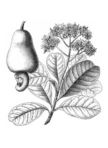 腰果树图片下载