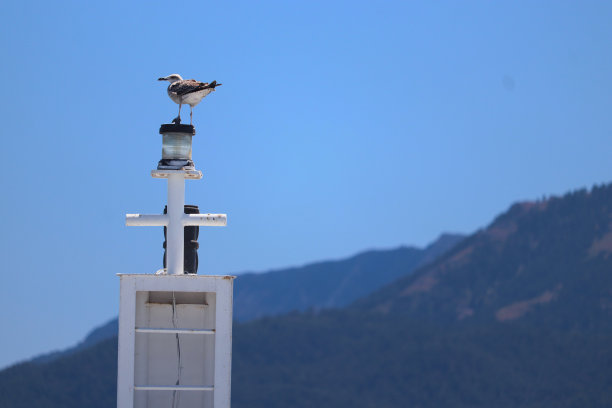 年轻的海鸥站在山峦中间的柱子上，后面是森林图片下载