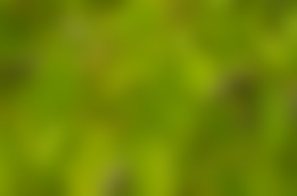 抽象的自然模糊的背景草在一个阳光明媚的日子与美丽的散景。散焦背景与阳光和树叶。图片下载