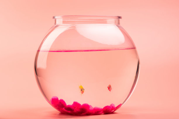 两条小鱼看着镜头图片下载