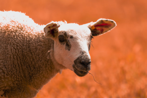 这是一幅美丽的动物肖像，画的是一只在田野里吃草的羊羔图片下载