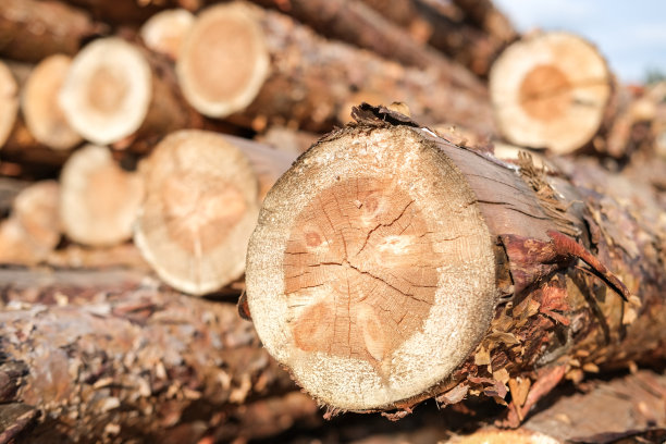 松树原木特写。森林砍伐。木头准备。伐木业图片下载