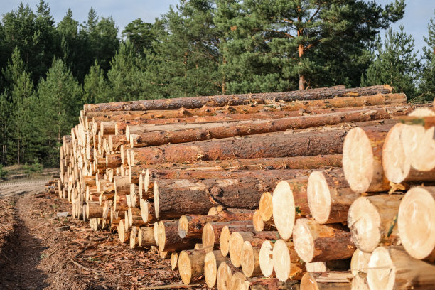 松林中的原木堆。森林砍伐。木头准备。伐木业图片下载