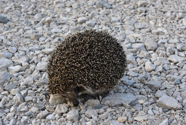 刺猬旋在地面上，孤立在黄昏的近处图片下载