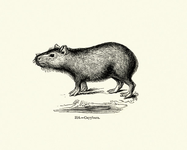 罗本茨， 卡皮巴拉 （水力乔鲁斯水桶）图片下载