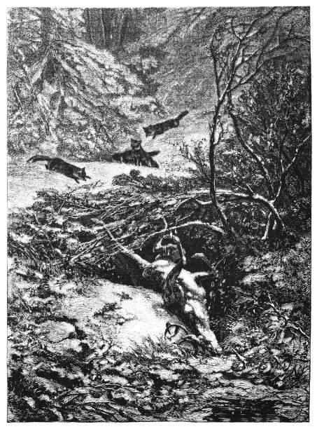 一个死去的鹿图片下载