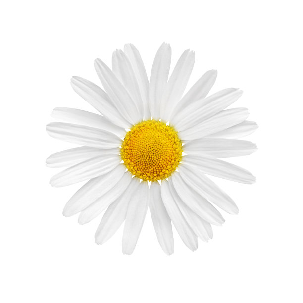 白色背景上孤立的洋甘菊花。药用植物甘菊，中草药。图片下载