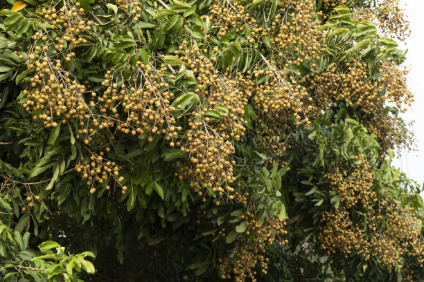 柔软的桂圆果实在树上图片下载