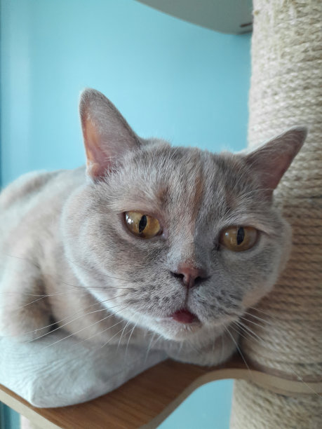 修剪可爱的猫图片下载