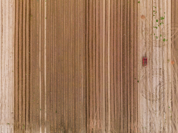 从鸟瞰图上看，洋葱收获时田野上的线条和图案图片下载