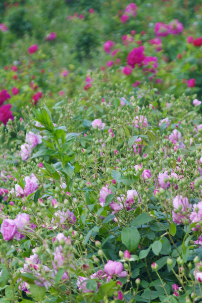 公园里的玫瑰图片下载