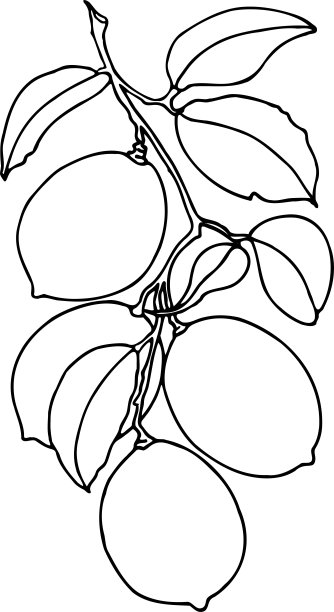 柠檬在带叶子的树枝上的轮廓图。图片下载