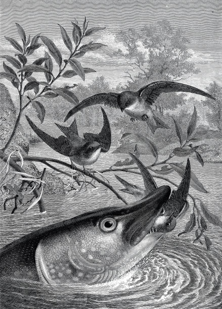 梭子鱼在猎取沙燕图片下载