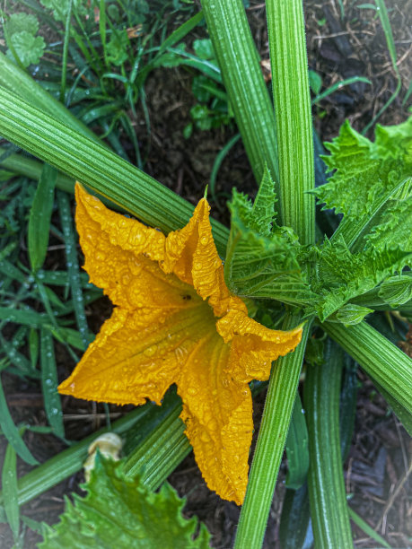 西葫芦花在晨雨中与一只昆虫图片下载