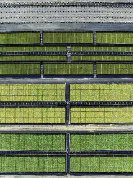 苗圃里幼苗盘里的幼苗图片下载