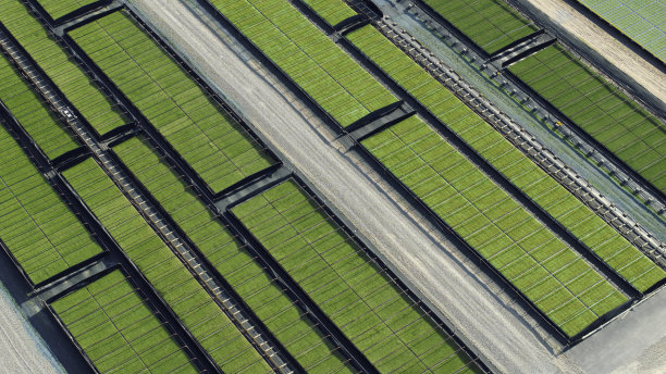 鸟瞰苗圃里的幼苗图片下载