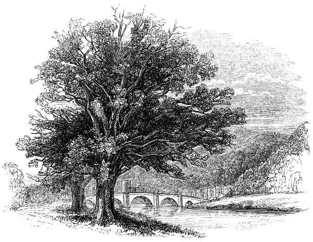 11世纪苏格兰敦克尔德镇的风景图片下载