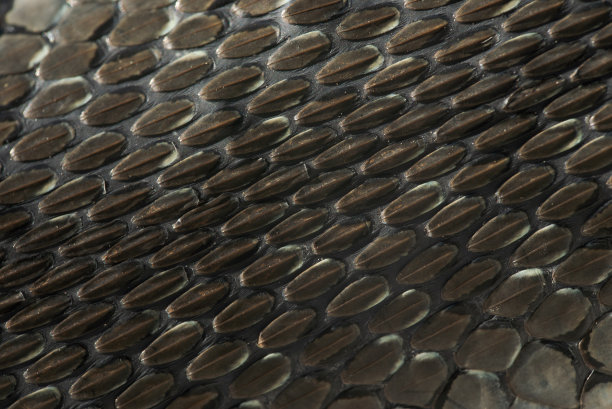 近距离观察蛇皮的纹理图片下载