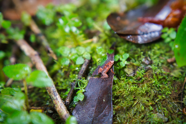 在莫朗自然小径上，加德纳塞舌尔蛙是世界上最小的蛙类之一，隐藏在茂密的Mahe Seychelles 5森林中图片下载