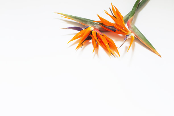 白底天堂鸟花图片下载