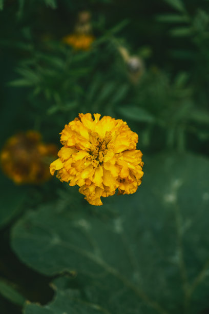 黄色金盏花股票照片图片下载