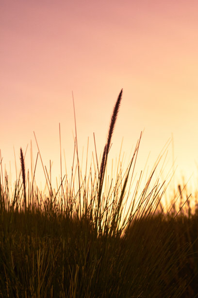 日落时草地的剪影图片下载