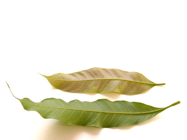 两片树叶躺在白色的背景上图片下载
