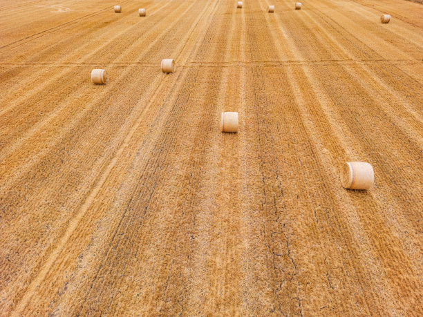 农田里一排排的稻草捆，干燥的土壤上有裂缝图片下载