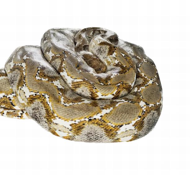 一张白色背景上裹着围巾的蛇的照片，一张白色背景上的蛇的特写。图片下载