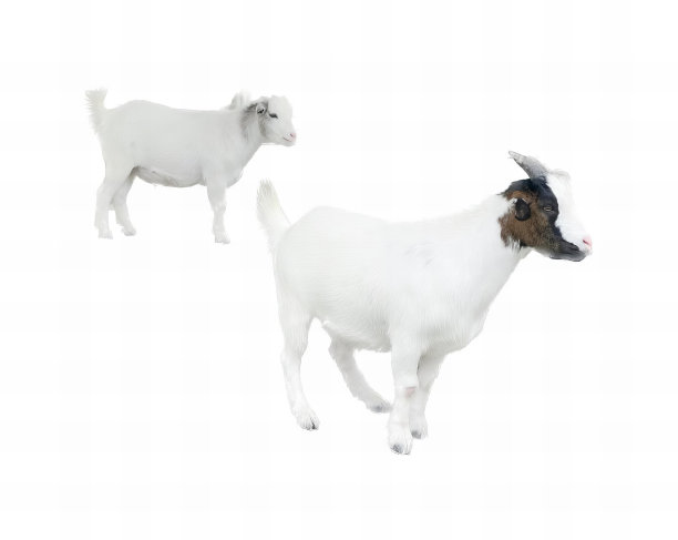 一张照片上两只山羊并排站在白色的地面上，还有两只山羊一起站在雪地里。图片下载