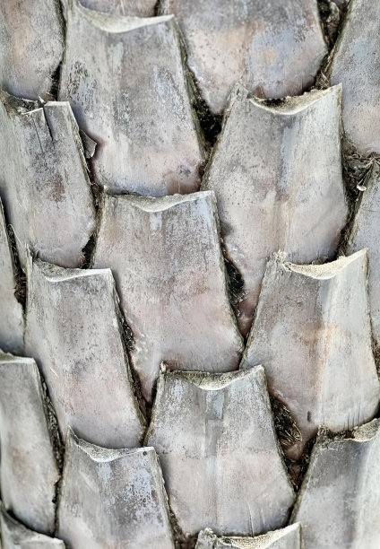 这是一棵树干很大的棕榈树的照片，这是一棵棕榈树的特写，上面有一只鸟栖息在上面。图片下载