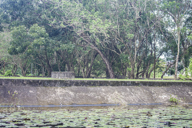 湖水中有许多野生的绿荷花图片下载