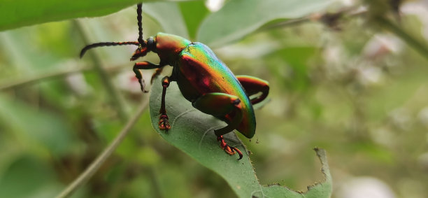 颜色好看的昆虫图片下载