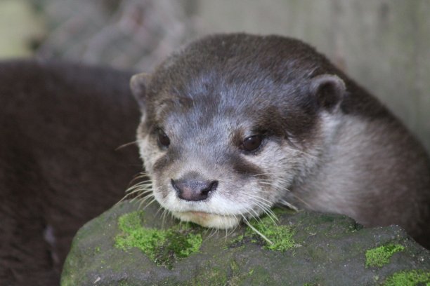 水獭把下巴搁在岩石上图片下载