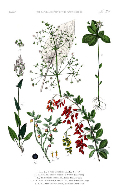 古董植物雕刻，植物王国的历史，维多利亚植物插图，盘子38，大约1853年图片下载