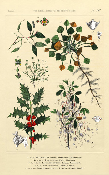 植物王国的历史，维多利亚植物插图，第16版，大约1853年图片下载