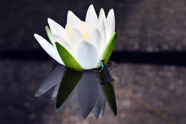 单瓣带蜻蜓的白色睡莲图片下载