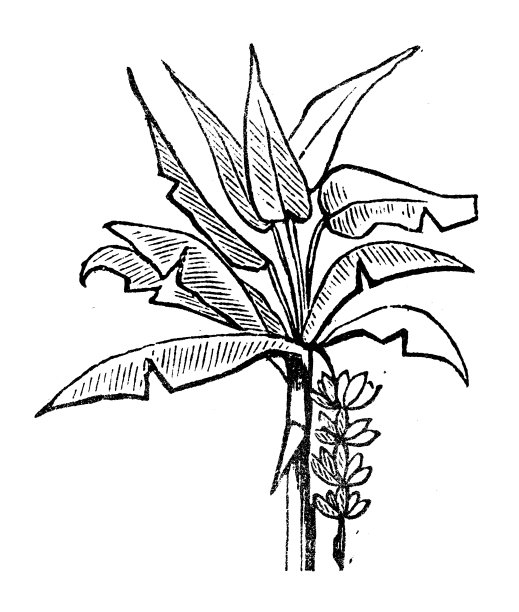 古董雕刻插图:香蕉树图片下载