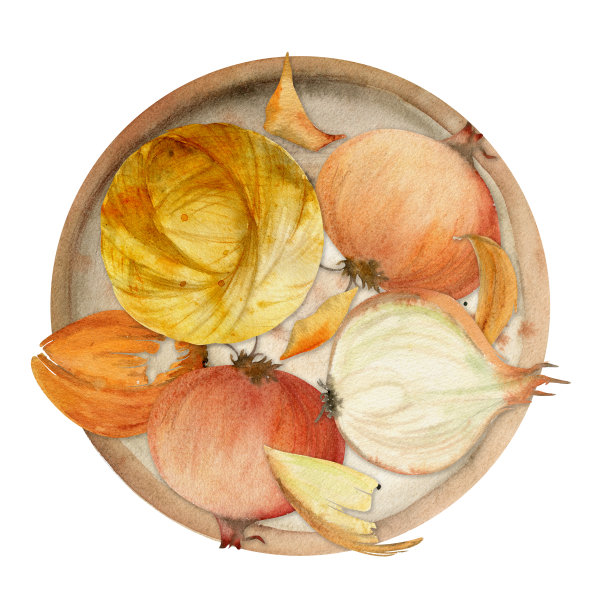 手绘水彩棕色洋葱着色天然植物染料，材料。爱好，手工织物。插图孤立构图，白色背景。商店标志，印刷品，网站，名片，小册子图片下载