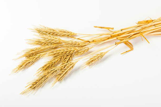 白色背景上成熟的小麦种子。整株小麦胚芽。小麦的小穗，用来制作谷物面包的面粉。从上面看图片下载
