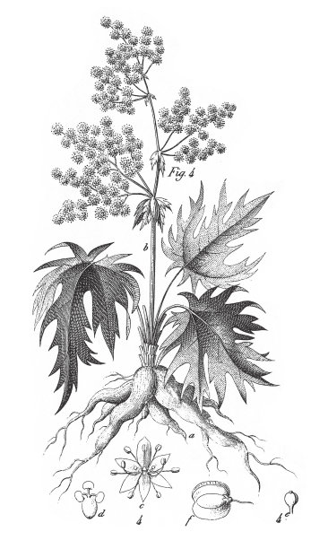 大黄，来自不同科的栽培植物;装饰、食用或药用雕刻古董插图，出版于1851年图片下载