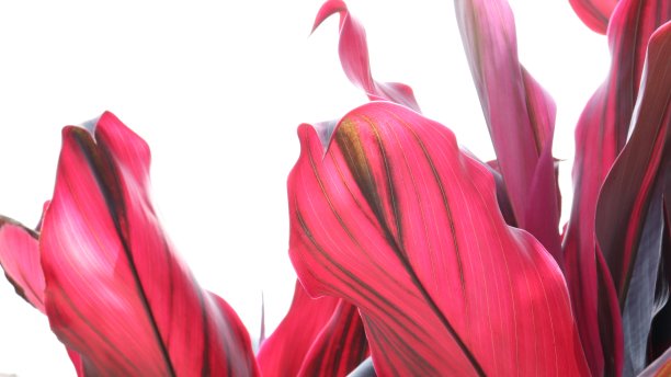 紫红色植物，紫红色叶图片下载