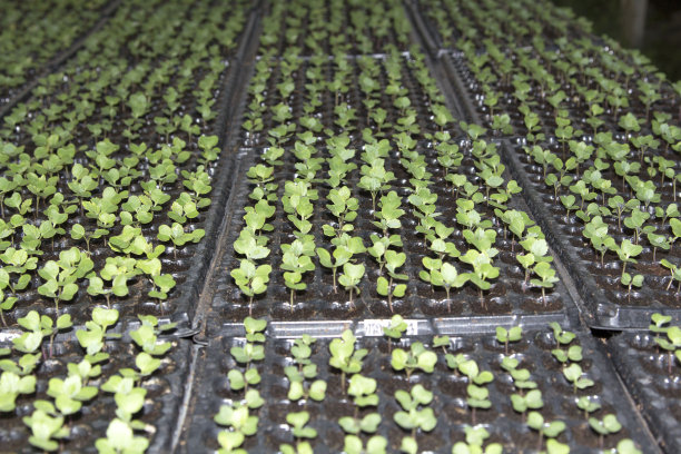 农民种植的各种小树苗，用于种植和繁殖，以生产供消费的农产品和食品，并在新鲜蔬菜市场上出售。图片下载