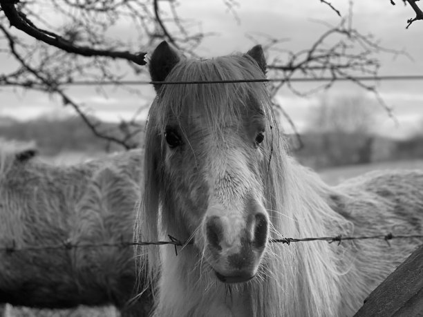 铁丝网后面的一匹马图片下载
