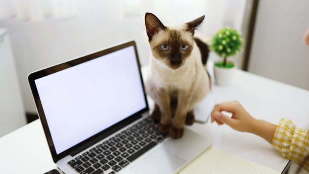 冠状病毒商务女性在家办公带猫概念居家隔离，预防COVID-19、冠状病毒疫情图片下载