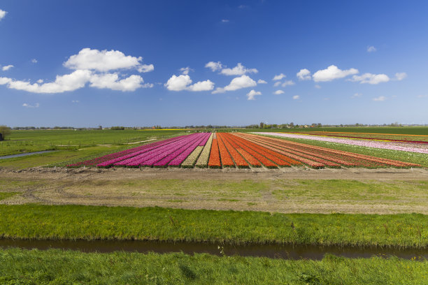 荷兰阿尔克马尔附近的郁金香田图片下载